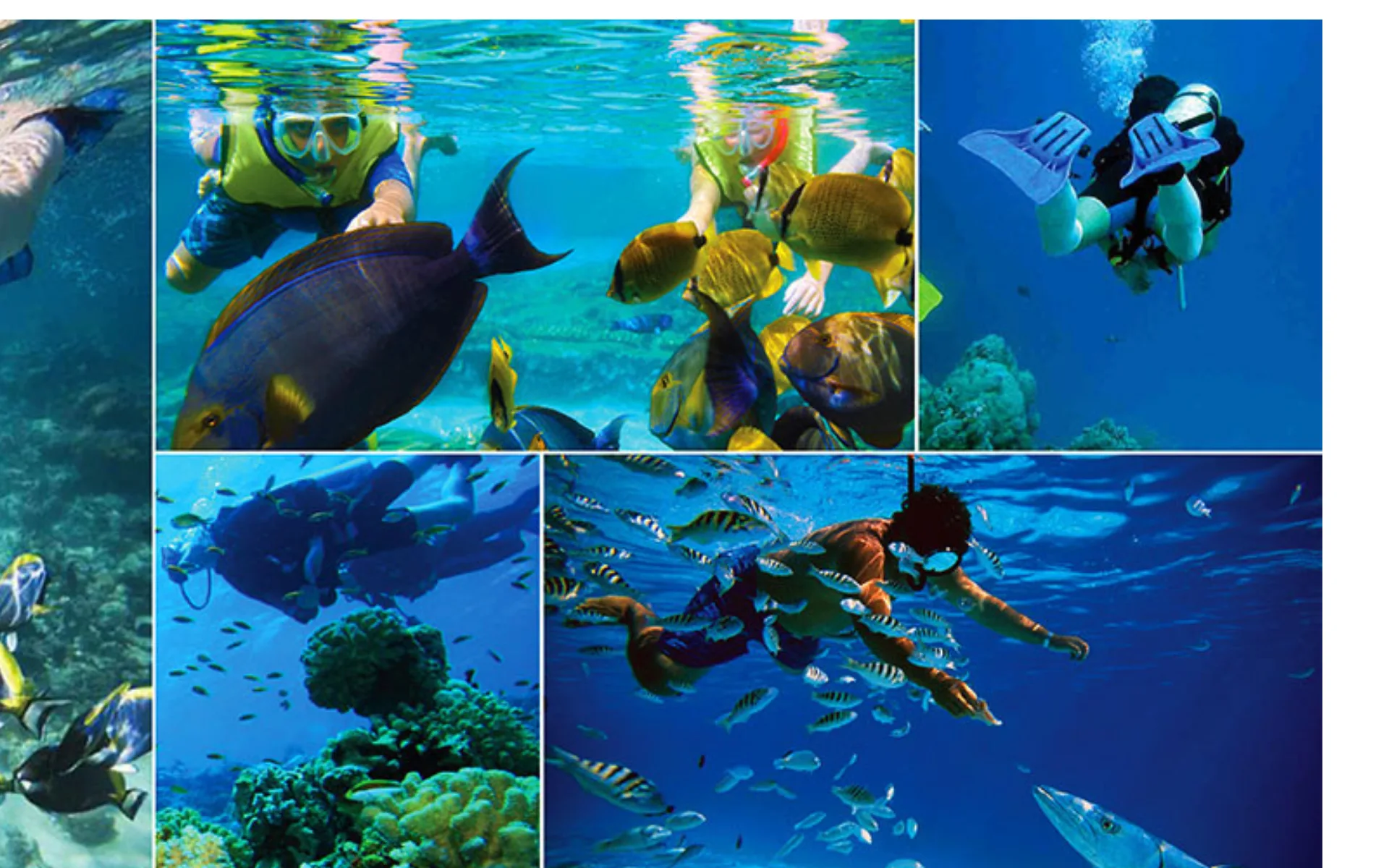 Diving & Snorkeling